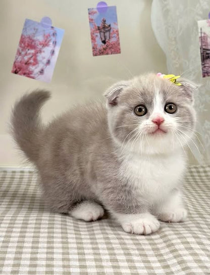 Munchkin Fold