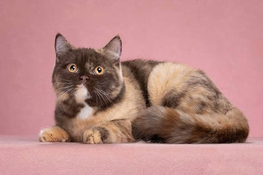 British Shorthair