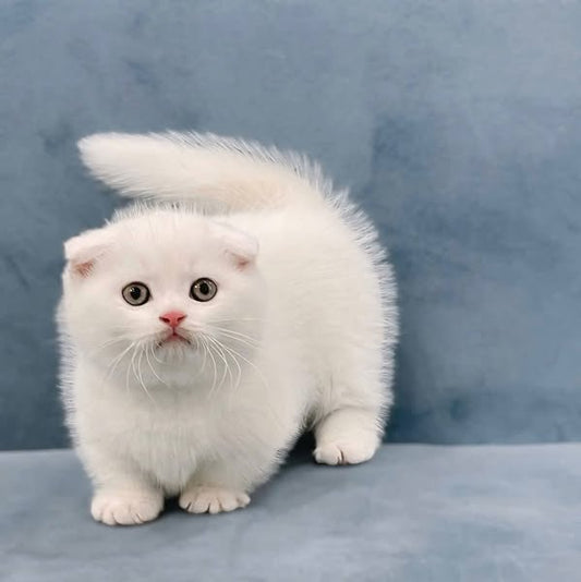 Munchkin Fold