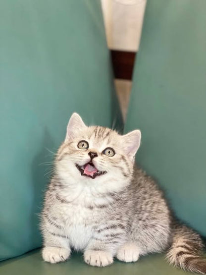 Munchkin