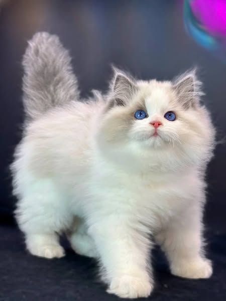 Ragdoll