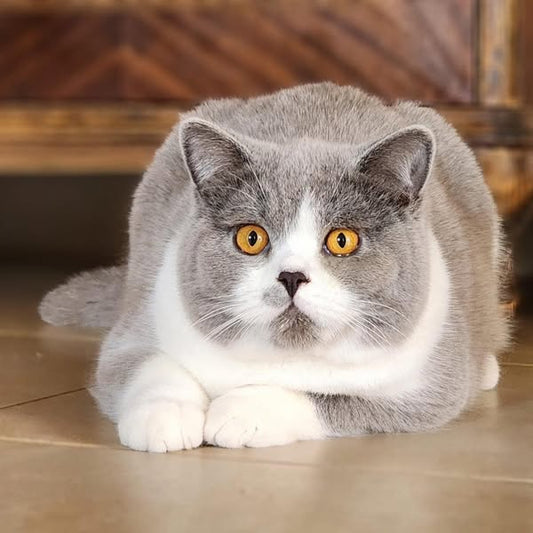 British Shorthair
