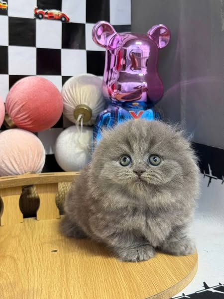 Munchkin Fold Longhair