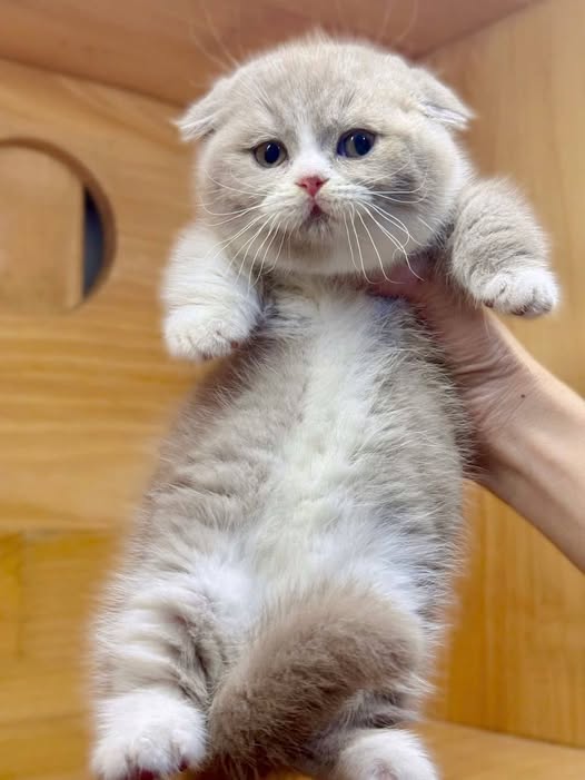 Munchkin Fold