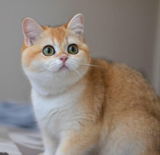 British Shorthair