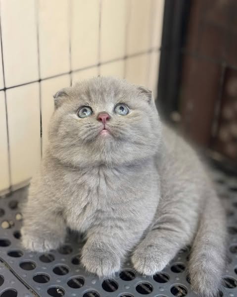 Munchkin Fold