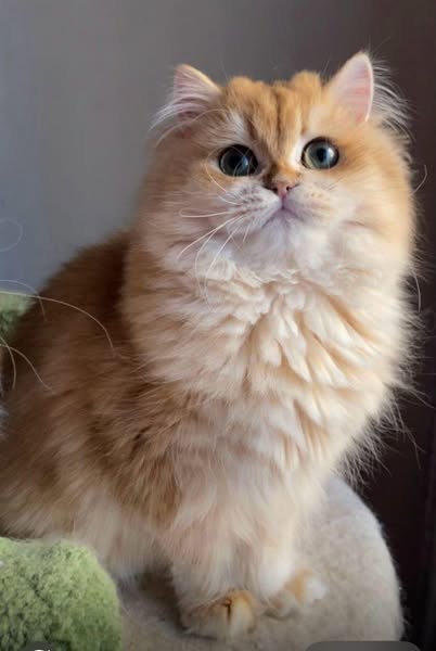 British Longhair