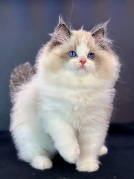 Ragdoll