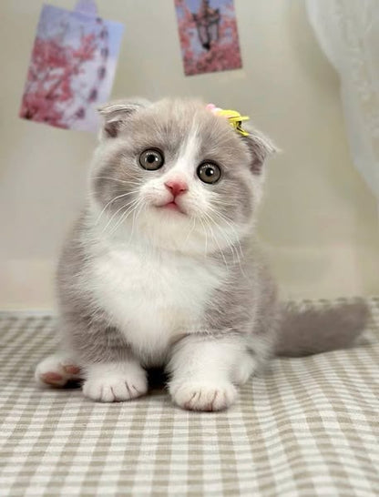 Munchkin Fold
