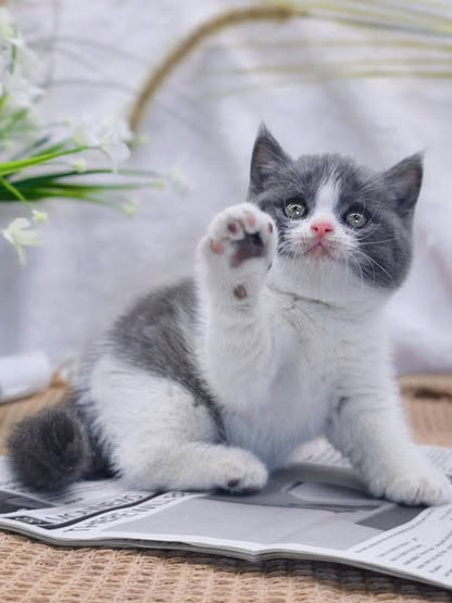 British Shorthair