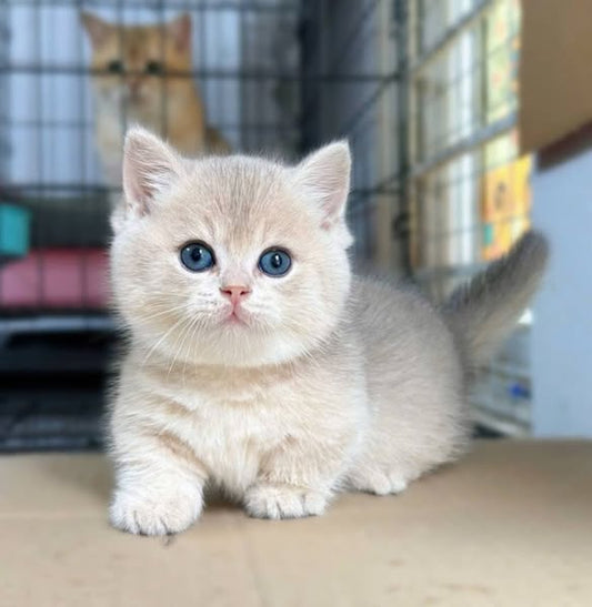 Munchkin