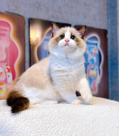 Ragdoll