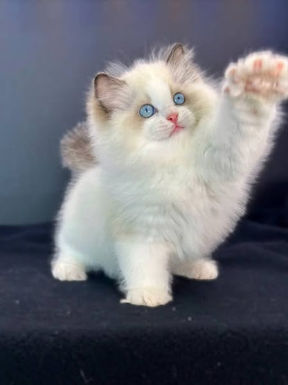 Ragdoll