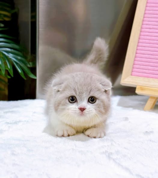Munchkin Fold