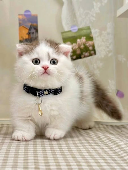 Munchkin Fold