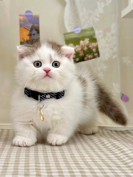 Munchkin Fold