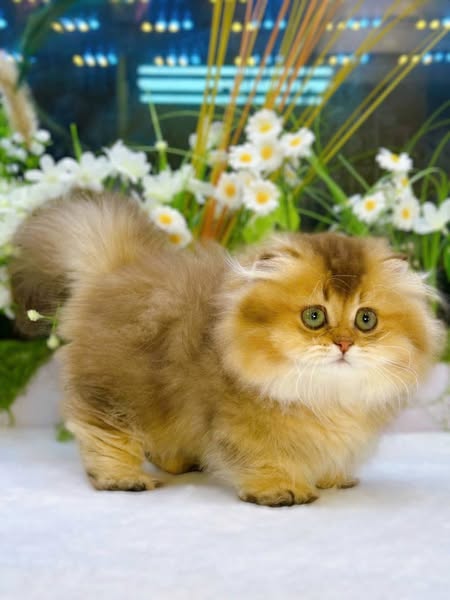 Munchkin Fold Longhair