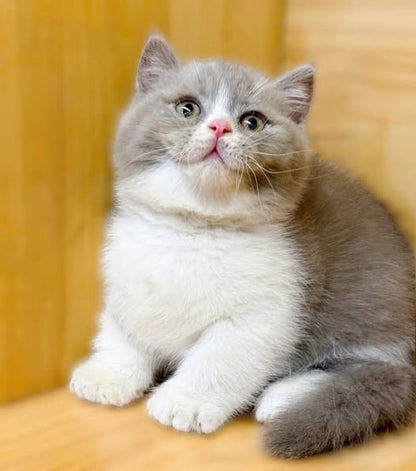Munchkin