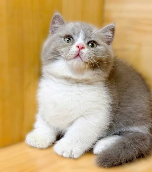 Munchkin