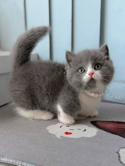 Munchkin