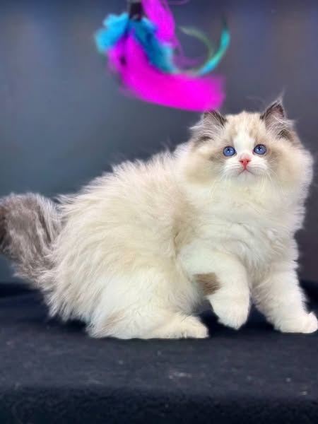 Ragdoll