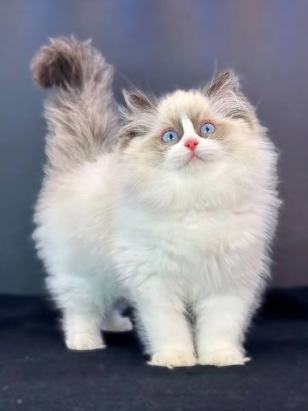 Ragdoll