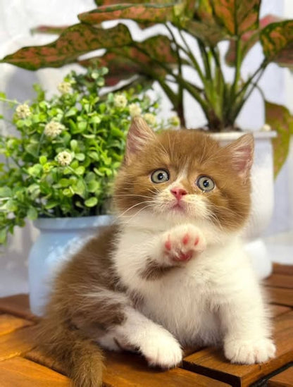 Munchkin