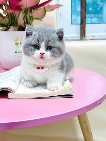 Munchkin