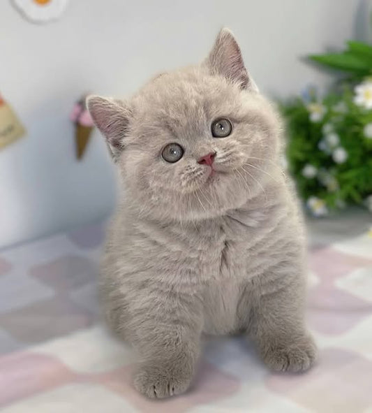 British Shorthair