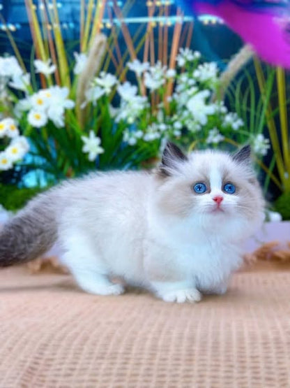 Munchkin Ragdoll