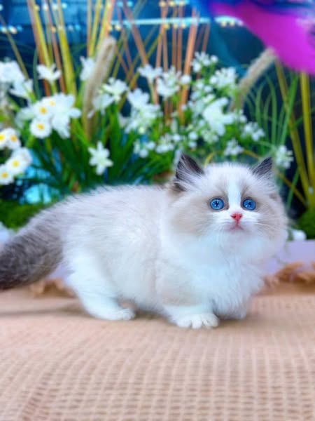 Munchkin Ragdoll
