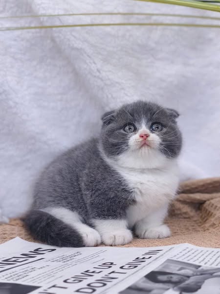 Scottish Fold