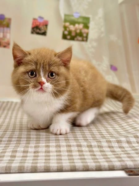 Munchkin