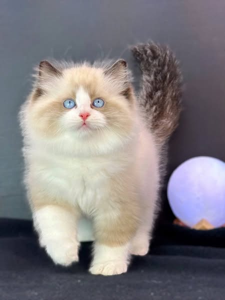 Ragdoll