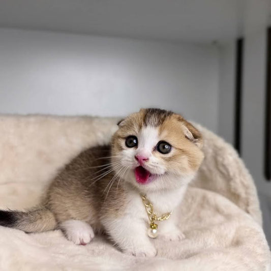 Munchkin Fold