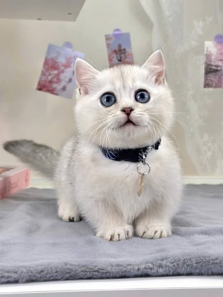 Munchkin