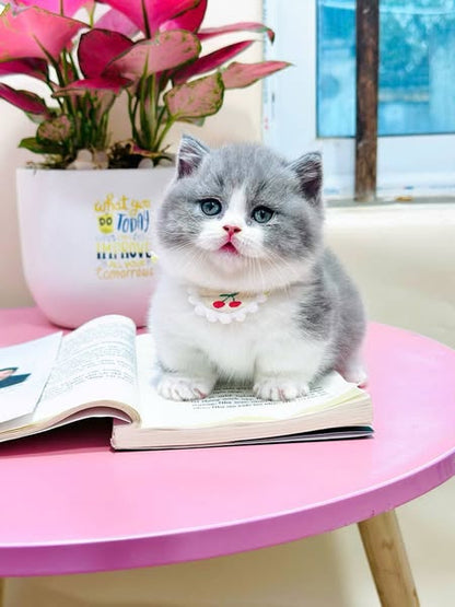 Munchkin