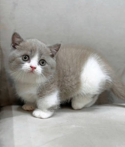 Munchkin