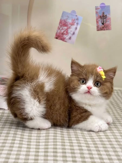 Munchkin Longhair