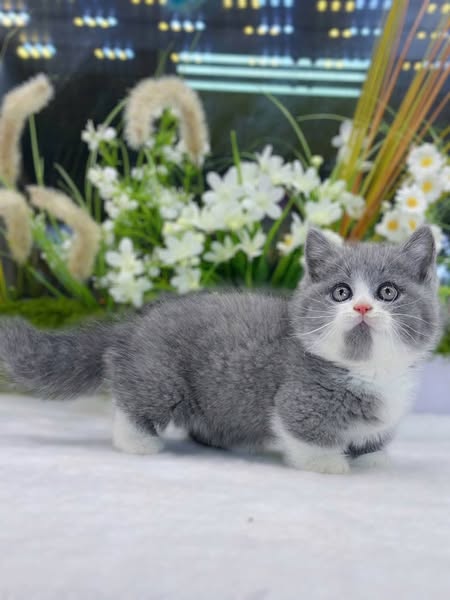 Munchkin