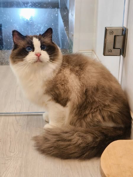 Ragdoll