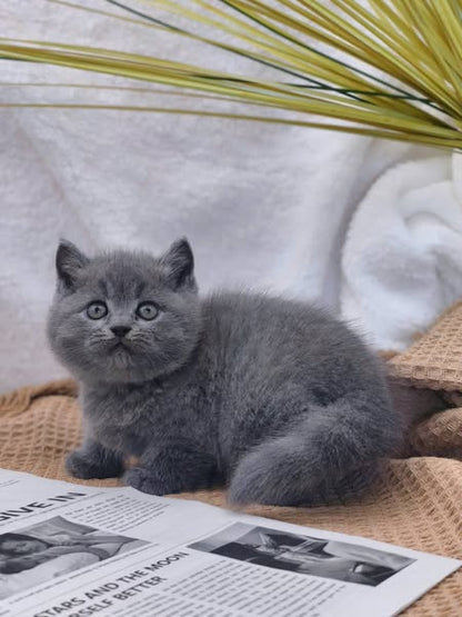 British Shorthair