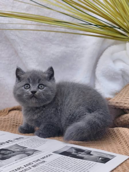 British Shorthair