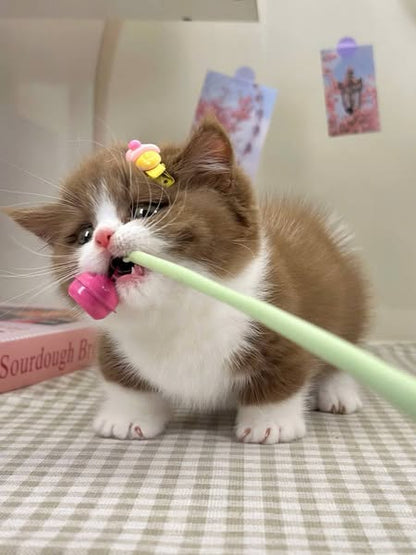 Munchkin Longhair