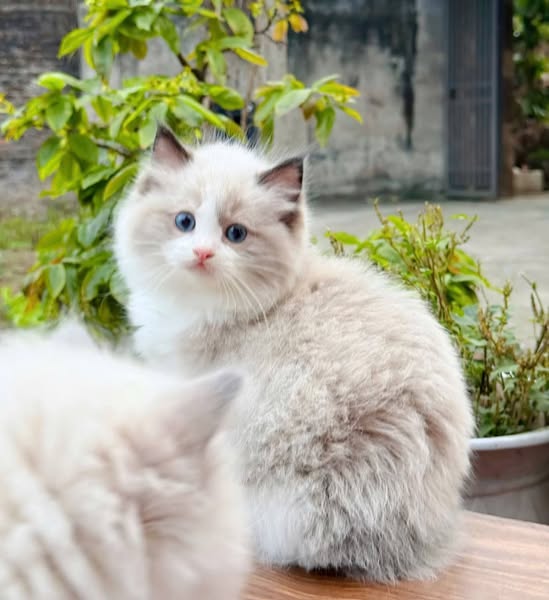 Ragdoll