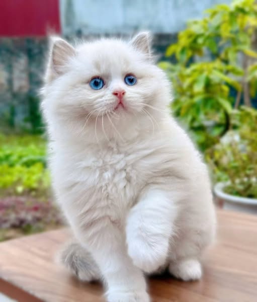 Ragdoll
