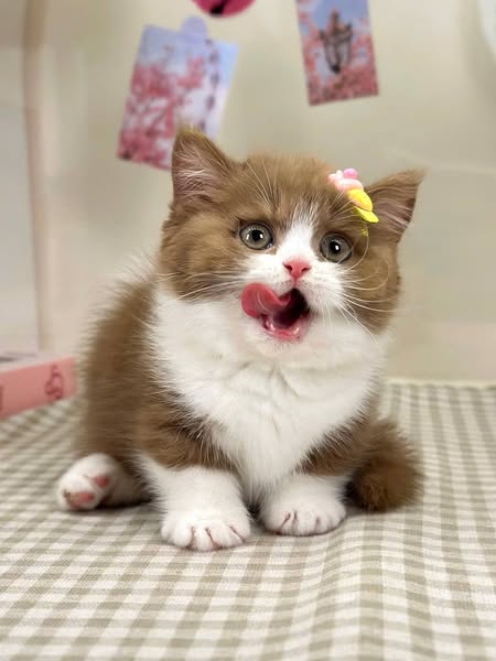 Munchkin Longhair