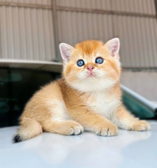 British Shorthair