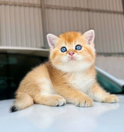 British Shorthair
