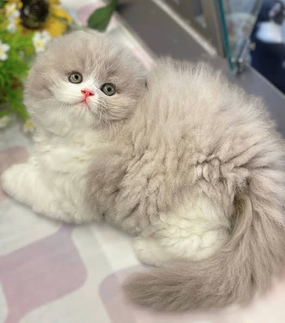 Scottish Fold Longhair